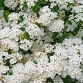 Richly flowering ornamental shrub with white flowers, Spiraea Ãâ vanhouttei, close up Royalty Free Stock Photo